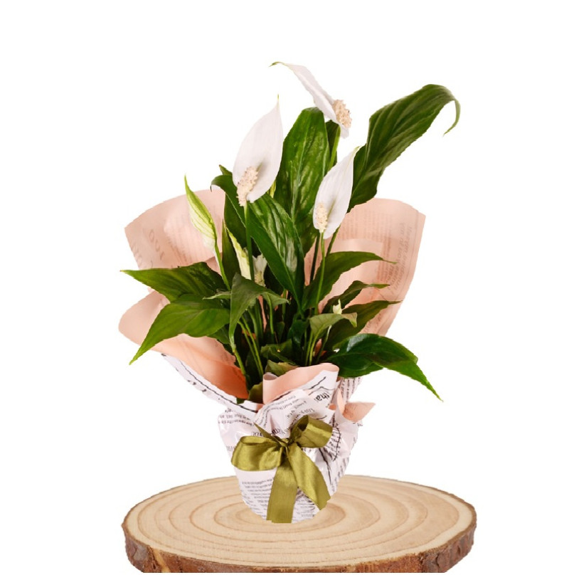 Spathiphylium Barış Çiçeği