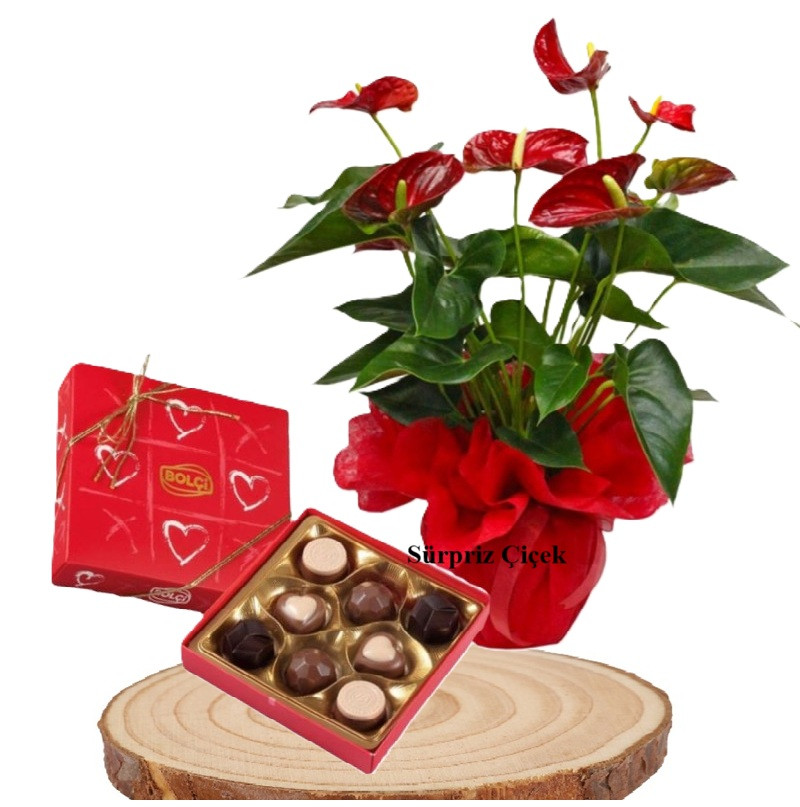 Antoryum Çiçeği & Çikolata